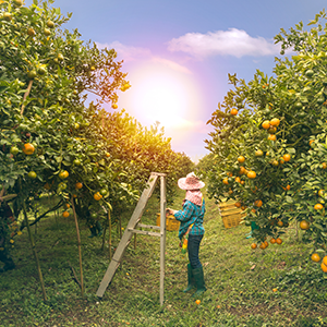 Organic Farm